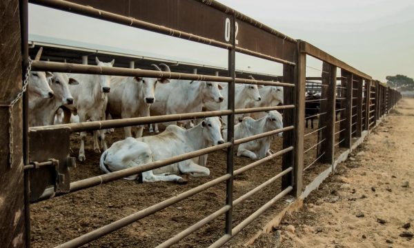 Mato Grosso registra maior crescimento do país no abate de bovinos no 1º trimestre de 2026