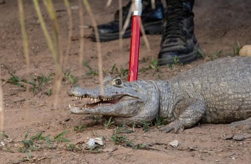 Sema cadastra voluntários para resgate de animais silvestres em Unidades de Conservação durante período de emergência ambiental
