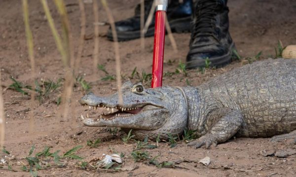 Sema cadastra voluntários para resgate de animais silvestres em Unidades de Conservação durante período de emergência ambiental