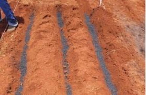 Com apoio da Fapemat, pesquisadores desenvolvem fertilizante sustentável a partir de cinza vegetal em Rondonópolis