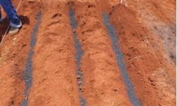 Com apoio da Fapemat, pesquisadores desenvolvem fertilizante sustentável a partir de cinza vegetal em Rondonópolis