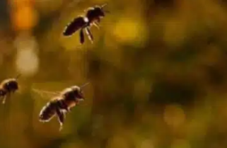 Saiba por que pular na água para fugir de abelhas não é uma boa tentativa; veja o que fazer