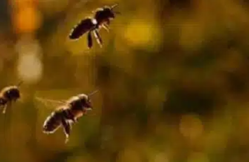 Saiba por que pular na água para fugir de abelhas não é uma boa tentativa; veja o que fazer