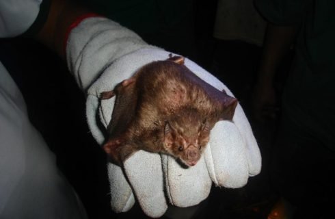 Indea atua na contenção de raiva bovina em Campo Verde e Alta Floresta