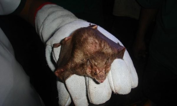 Indea atua na contenção de raiva bovina em Campo Verde e Alta Floresta