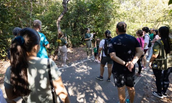 Atividades guiadas no Parque Mãe Bonifácia resgatam importância de árvores nativas