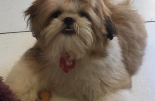 Pets Sem Raça Definida e cães das raças Shih Tzu e Poodle são os prediletos dos tutores brasileiros