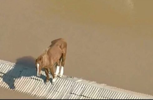 Mais de 10 mil animais já foram resgatados das enchentes do RS