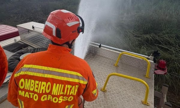 Corpo de Bombeiros combate incêndio em vegetação e resgata filhotes de gato