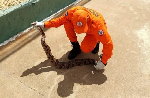 Bombeiros militares resgatam cobra jiboia de aproximadamente 1,5 metro em área de lazer de município