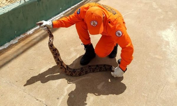 Bombeiros militares resgatam cobra jiboia de aproximadamente 1,5 metro em área de lazer de município