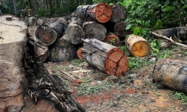 Sema apreende máquinas e aplica multa de R$ 200 mil por extração ilegal em Colniza