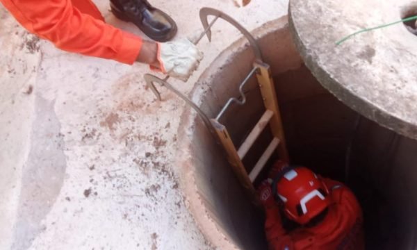 Corpo de Bombeiros atua em ocorrências com animais silvestres e domésticos nesta segunda-feira (27)