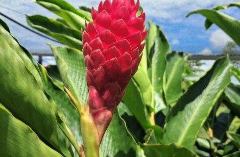 Projeto da Unemat incentiva floricultura como alternativa de renda para agricultura familiar