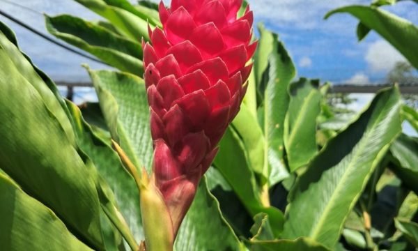 Projeto da Unemat incentiva floricultura como alternativa de renda para agricultura familiar