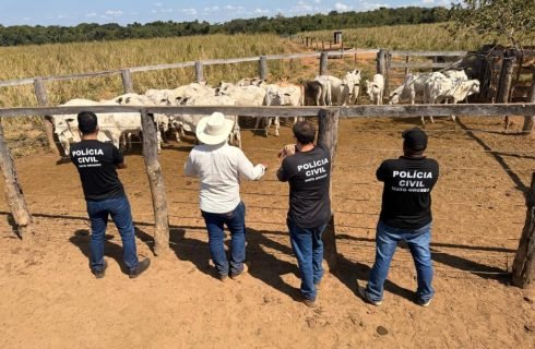 Polícia Civil recupera 33 cabeças de gado furtadas de propriedade rural em Cocalinho