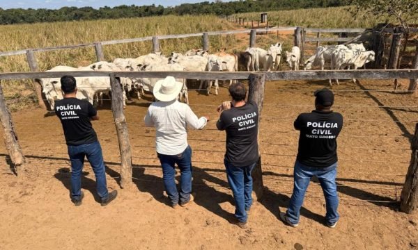 Polícia Civil recupera 33 cabeças de gado furtadas de propriedade rural em Cocalinho