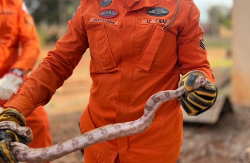 Bombeiros capturam jiboia de 1,5 metro em estacionamento de posto de combustível em Lucas do Rio Verde