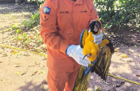 Corpo de Bombeiros resgata arara-canindé que caiu em quintal de residência
