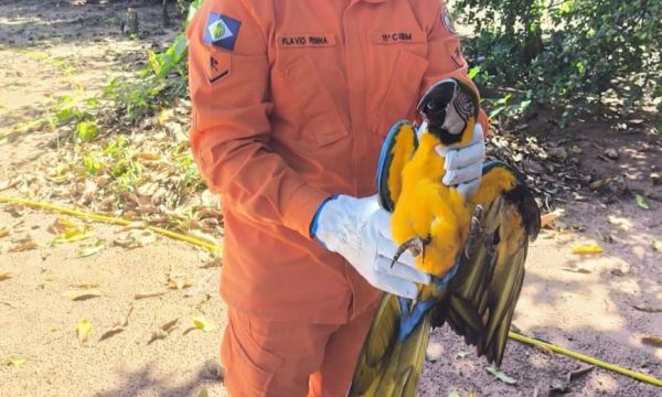 Corpo de Bombeiros resgata arara-canindé que caiu em quintal de residência