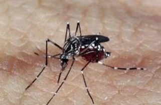 Brasil atinge 1,6 mil mortes confirmadas por dengue
