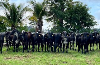 Mato Grosso sediará Congresso Mundial da Carne