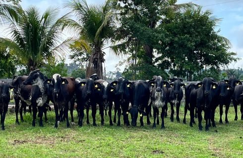 Brasil regula abate e processamento de animais para mercado religioso