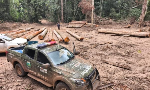 Batalhão Ambiental da PM apreende mais de 174 m³ de madeira ilegal durante fiscalização em Marcelândia
