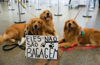 Após morte de Joca, tutores se manifestam no aeroporto de Brasília