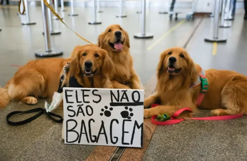 Após morte de Joca, tutores se manifestam no aeroporto de Brasília