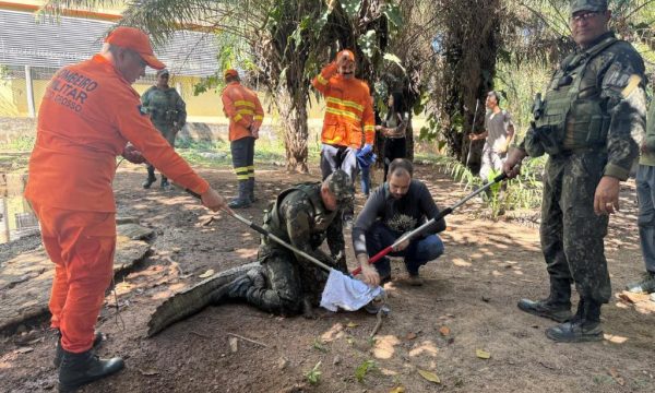 Sema e parceiros iniciam capacitação para manejo e contenção de fauna em caso de incêndios florestais