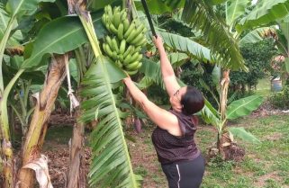 Agricultora familiar colhe frutos de mudas que recebeu do Governo: “Um incentivo para a gente ficar no sítio”