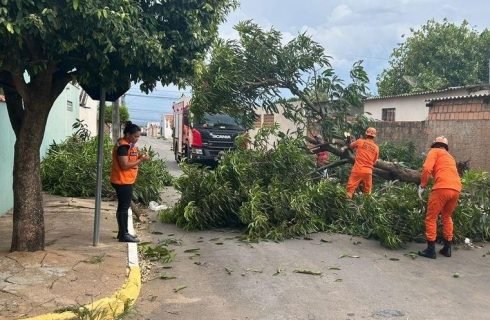 Defesa Civil Estadual orienta população sobre cuidados com árvores no período de chuvas intensas