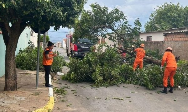 Defesa Civil Estadual orienta população sobre cuidados com árvores no período de chuvas intensas