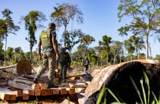 Período proibitivo para exploração do manejo florestal sustentável segue até 1º de abril